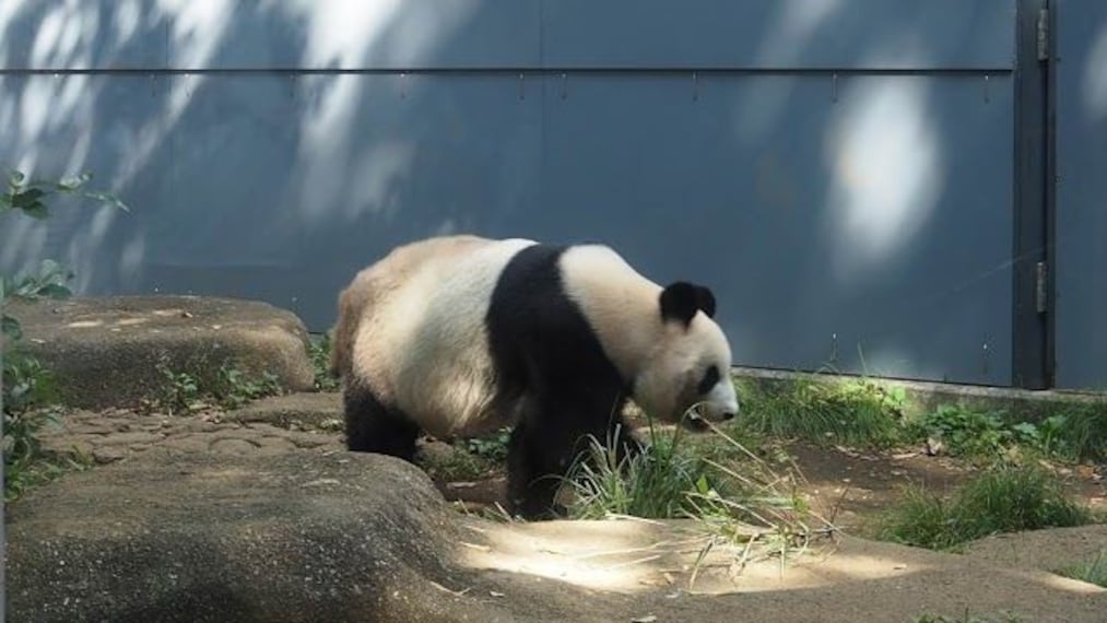 Ueno Zoo-2